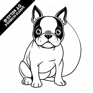 Trang To Mau Cho Boston Terrier Vui Ve 105638-43191