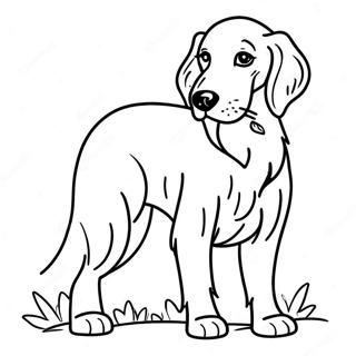 Trang To Mau Cho Irish Setter De Thuong 10707-276